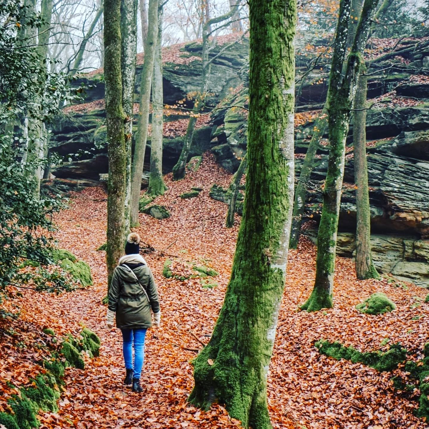 paysage-les-fougeres.jpeg